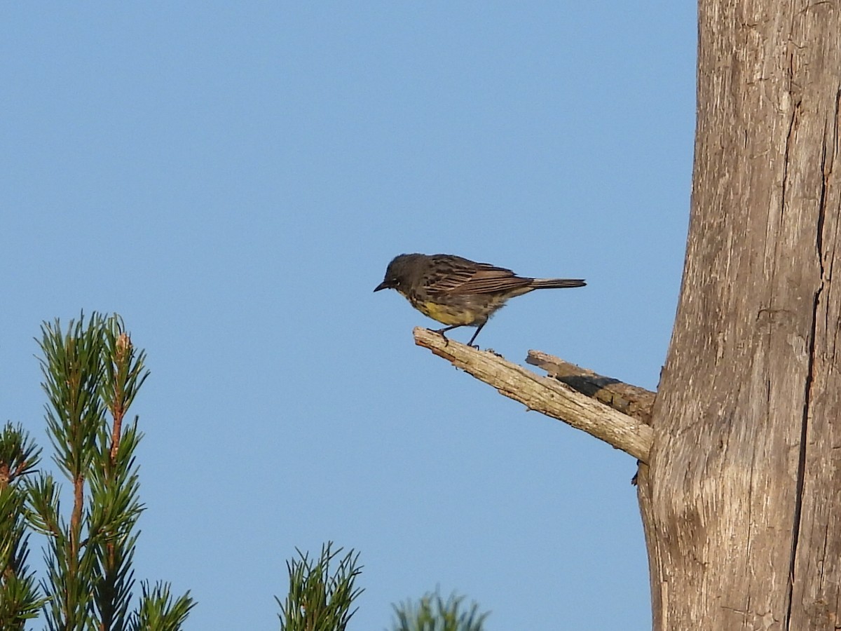 Kirtland's Warbler - ML621843257