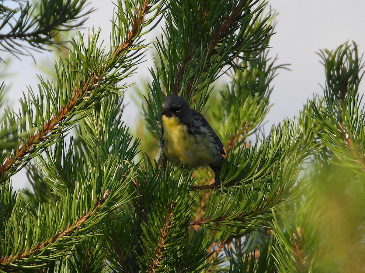 Kirtland's Warbler - ML621843258