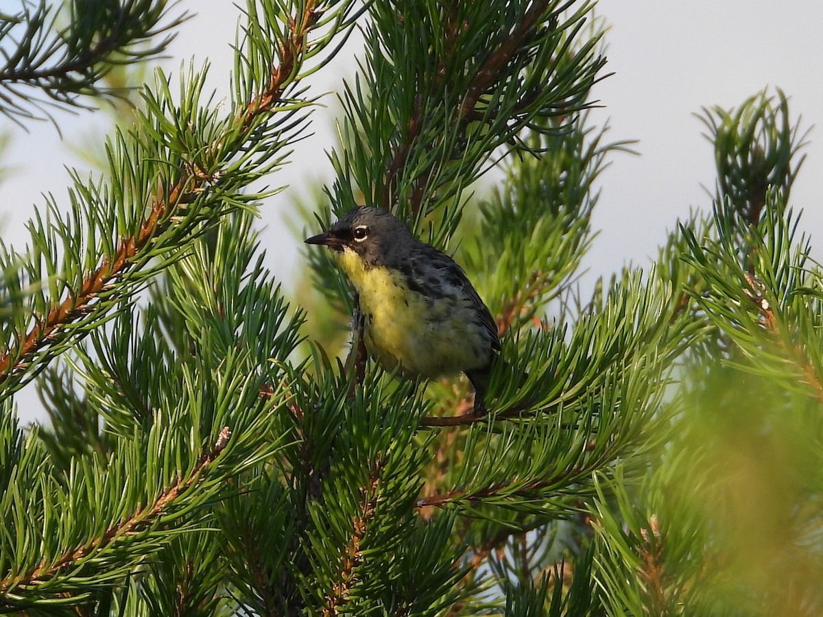 Kirtland's Warbler - ML621843259