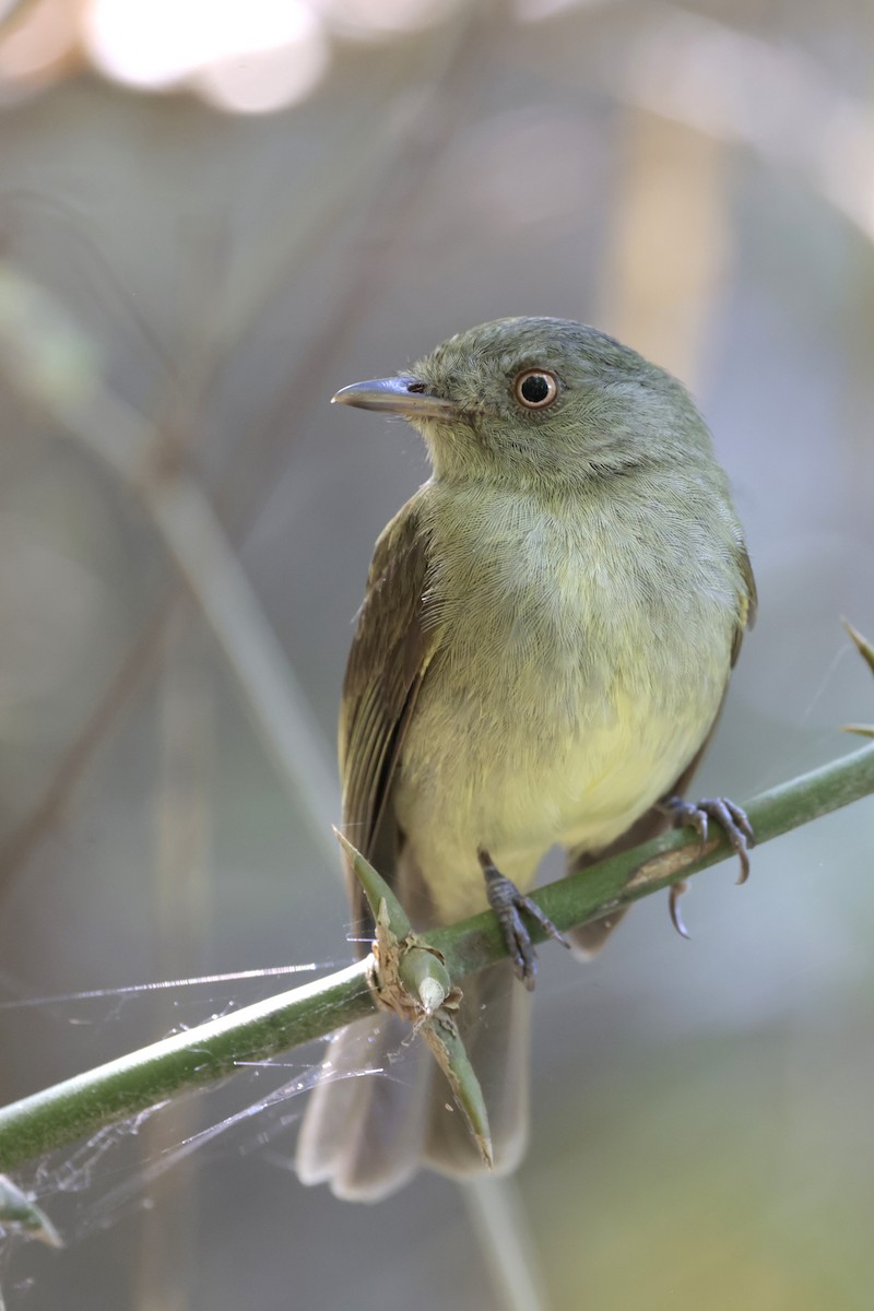 Sulphur-bellied Tyrant-Manakin - ML621843264