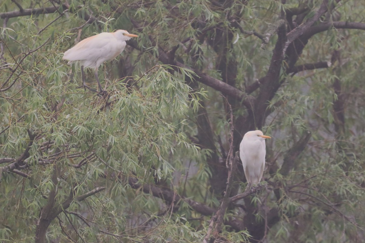 Western Cattle Egret - ML621843310