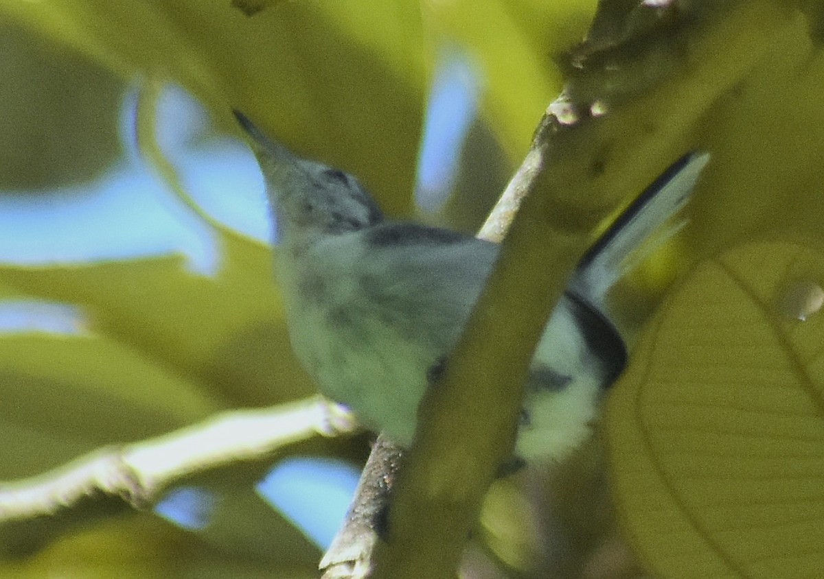 White-browed Gnatcatcher - ML621843318