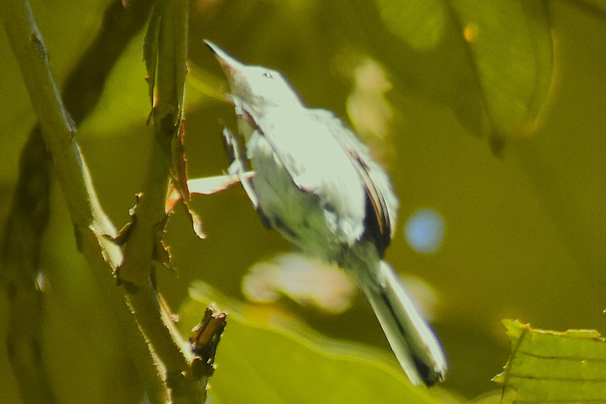 White-browed Gnatcatcher - ML621843319