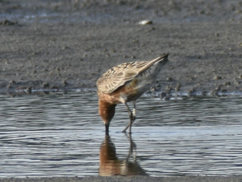 Curlew Sandpiper - ML621843322