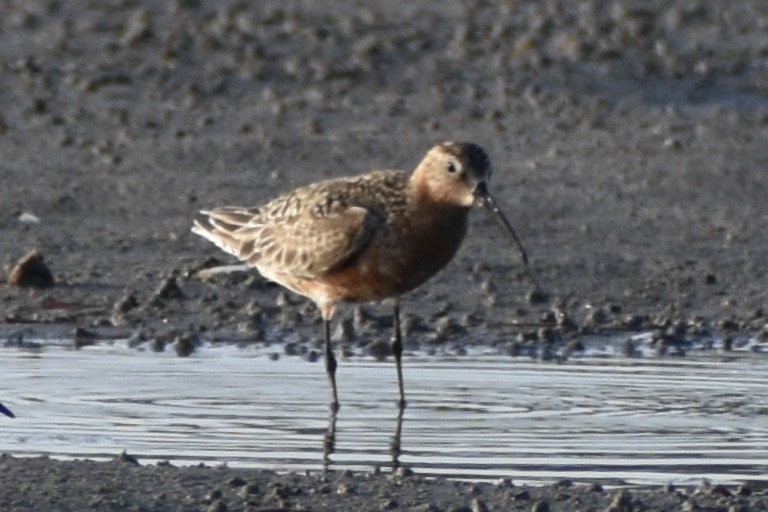 Curlew Sandpiper - ML621843323