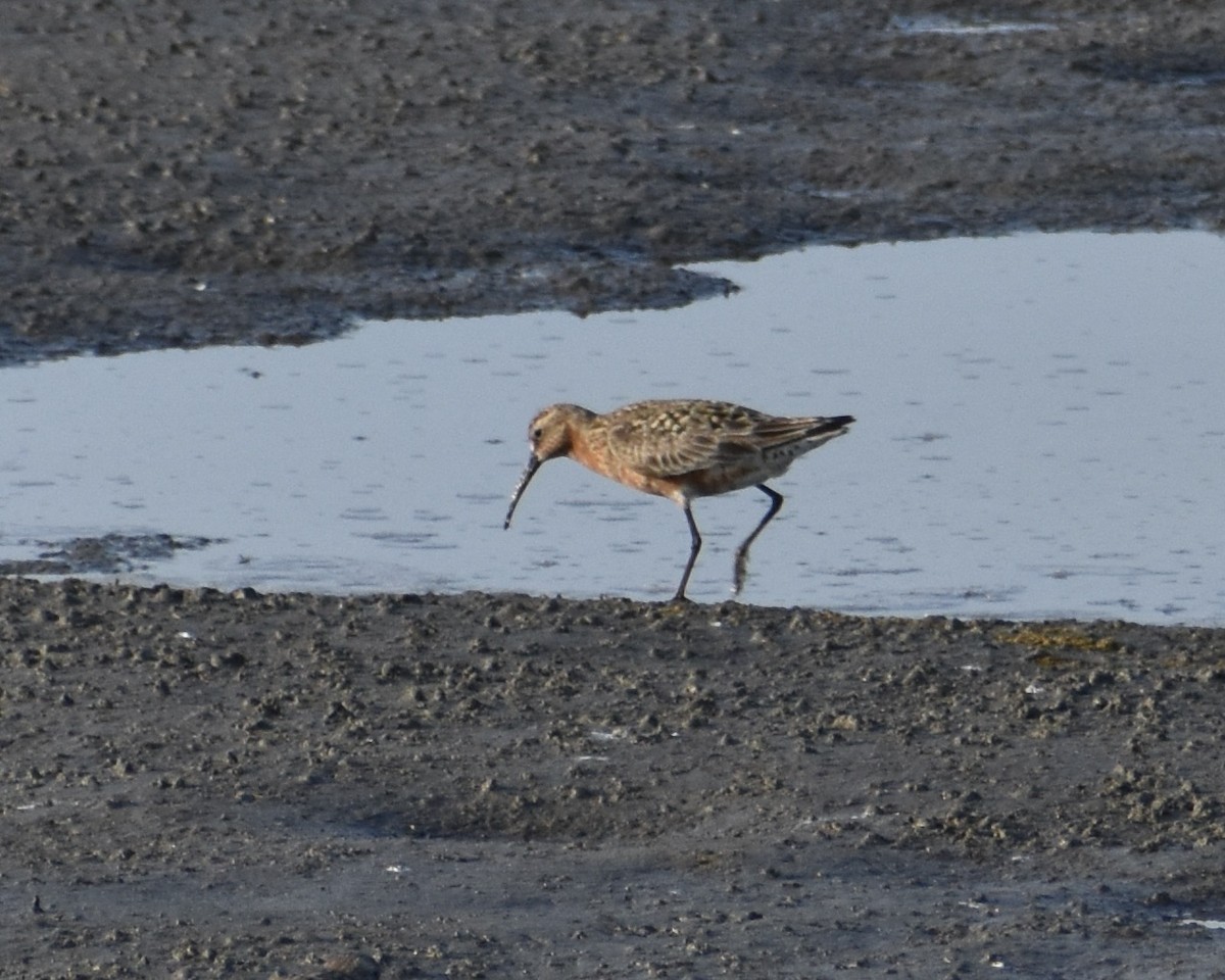 Curlew Sandpiper - ML621843324