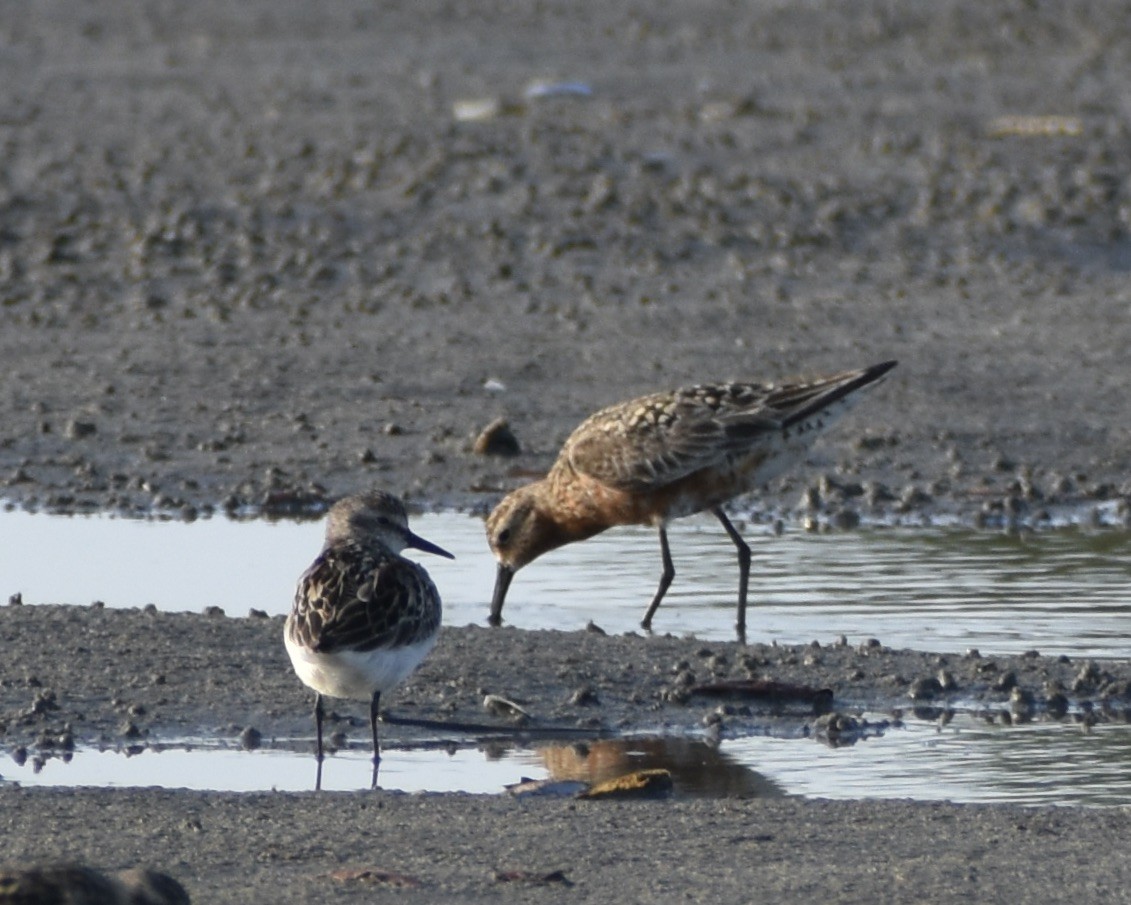 Curlew Sandpiper - ML621843325