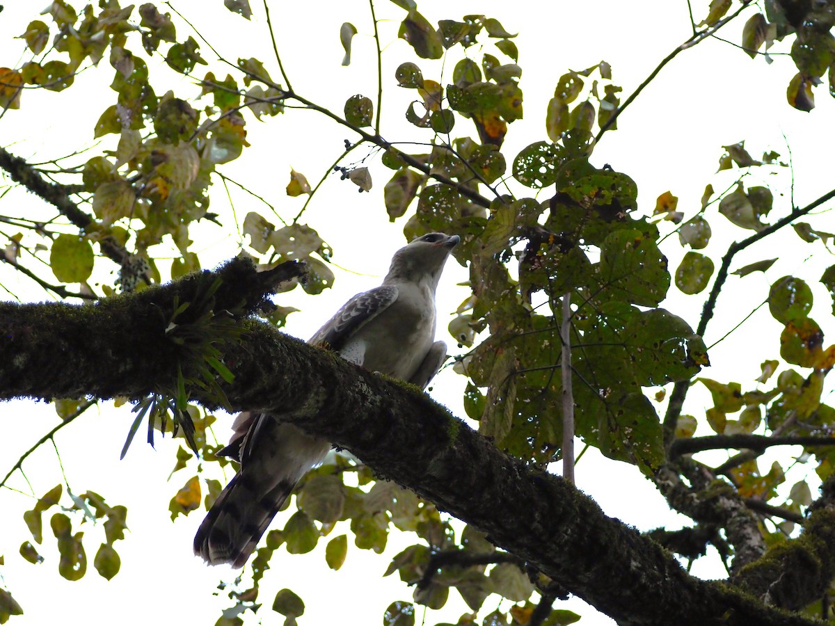 Crowned Eagle - ML621843476