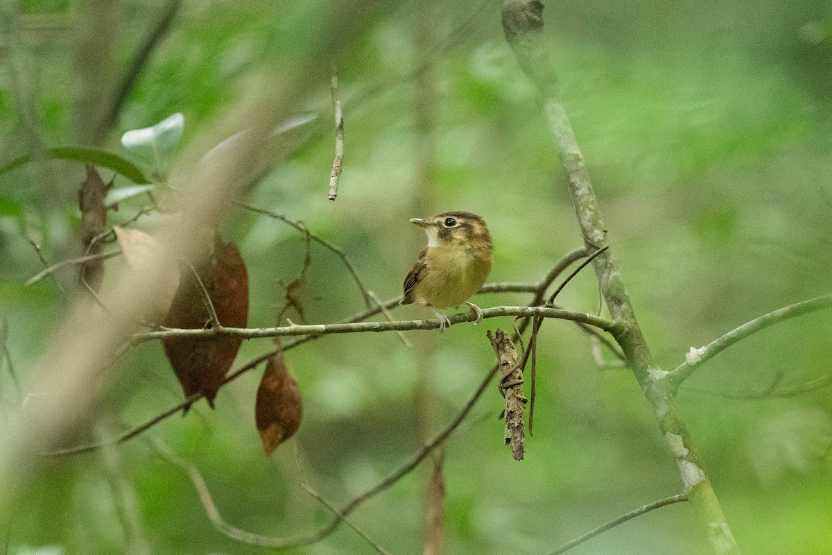 Stub-tailed Spadebill - ML621843501