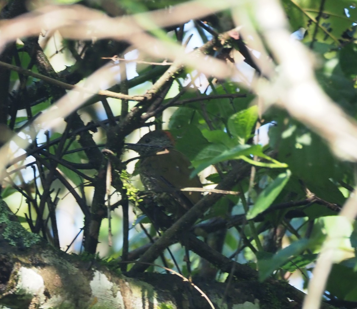 Buff-spotted Woodpecker - ML621843509
