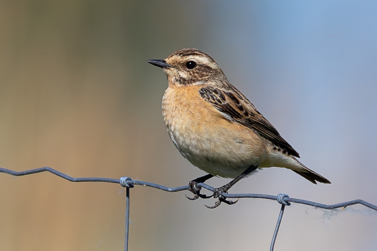 Whinchat - ML621843515