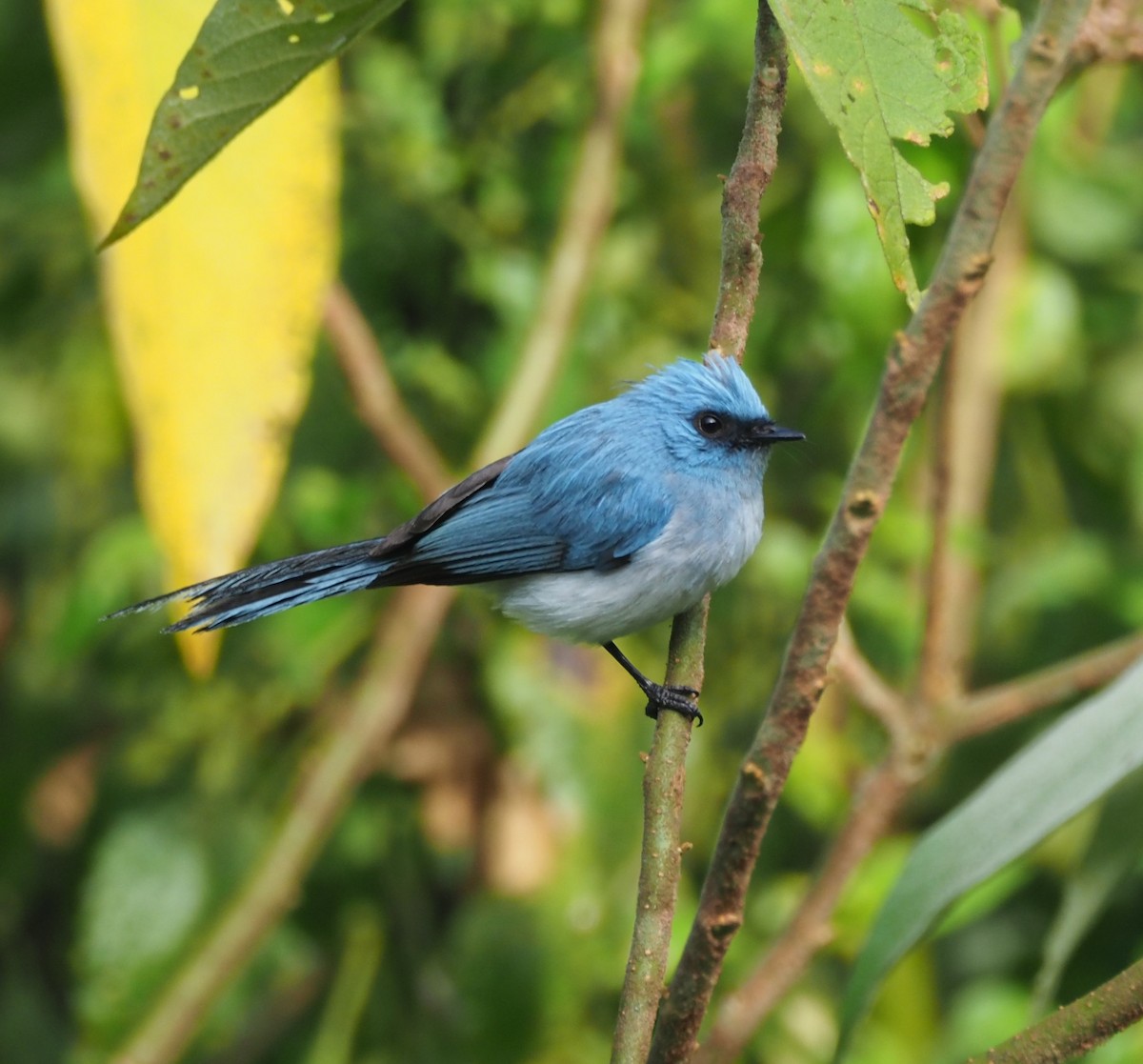 African Blue Flycatcher - ML621843533