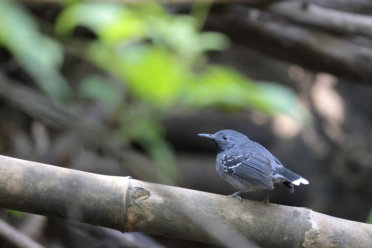 Band-tailed Antbird - ML621843534