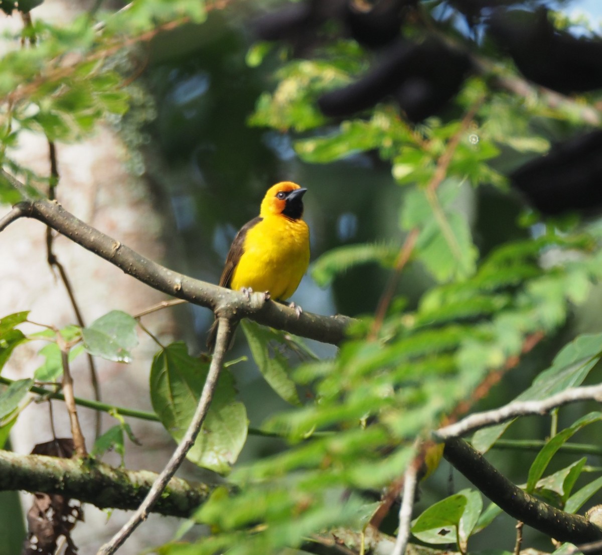 Black-necked Weaver - ML621843552