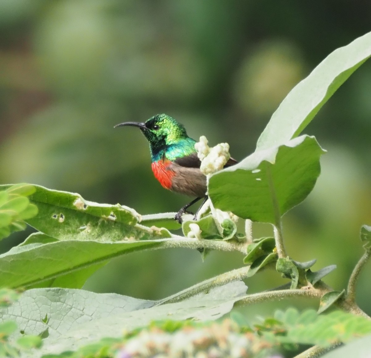 Olive-bellied Sunbird - ML621843584