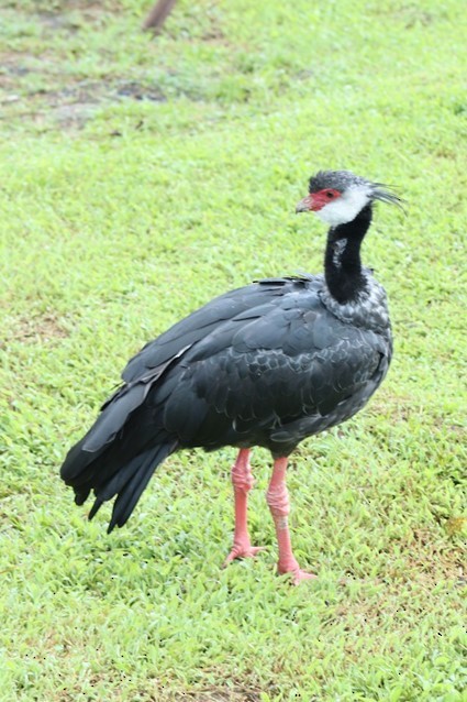 Northern Screamer - ML621843598