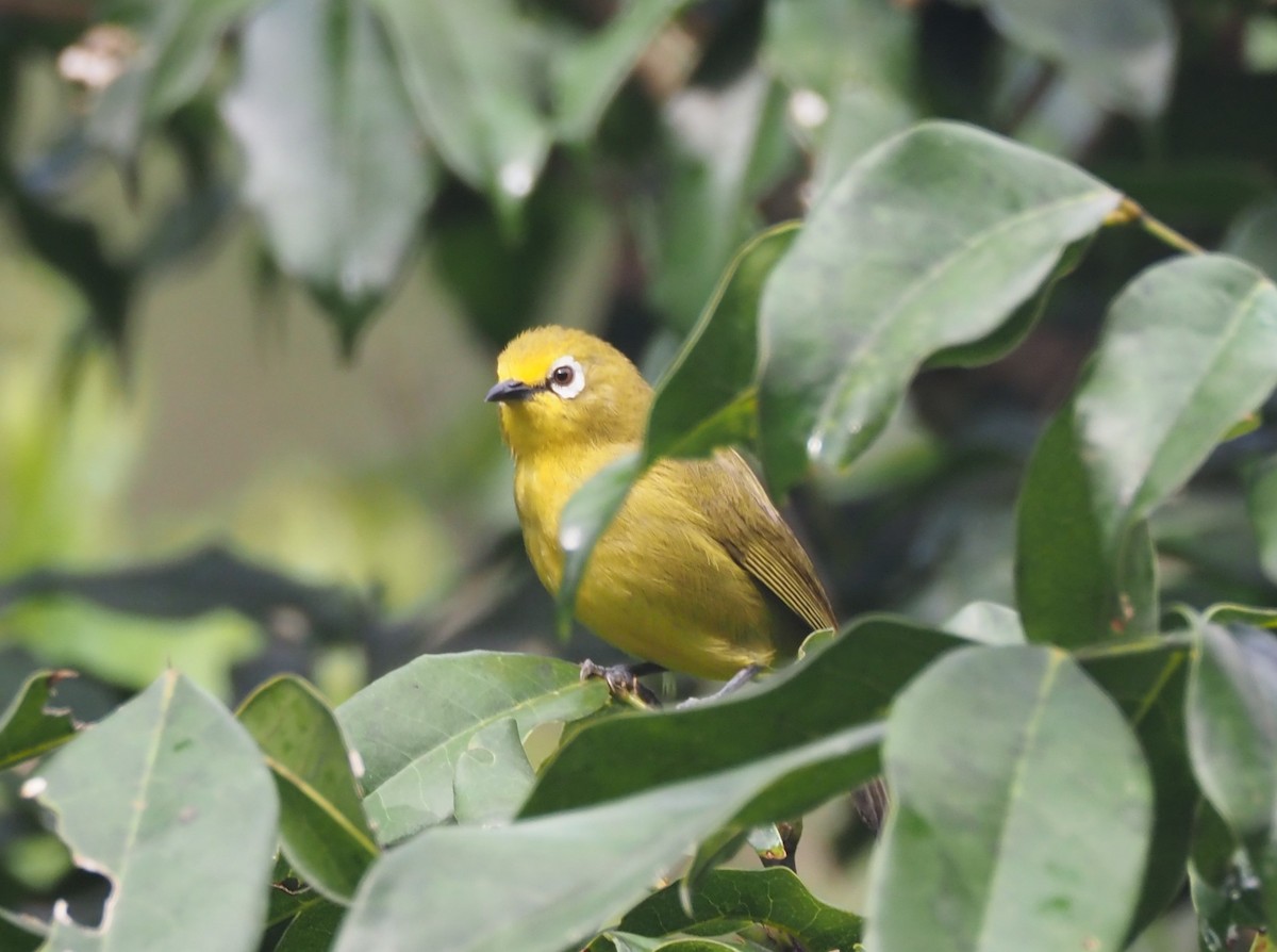 Northern Yellow White-eye - ML621843600