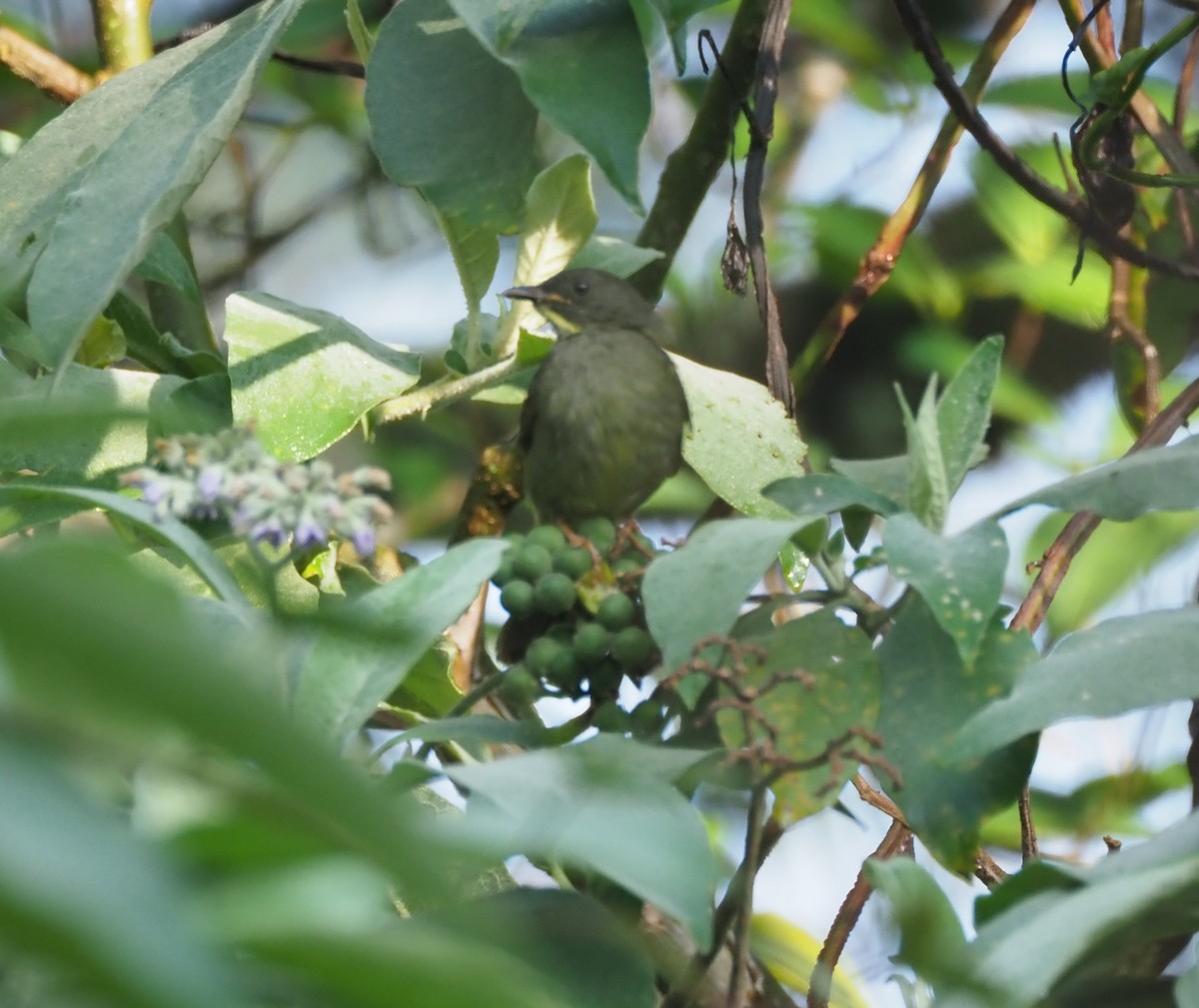 Yellow-whiskered Greenbul - ML621843603