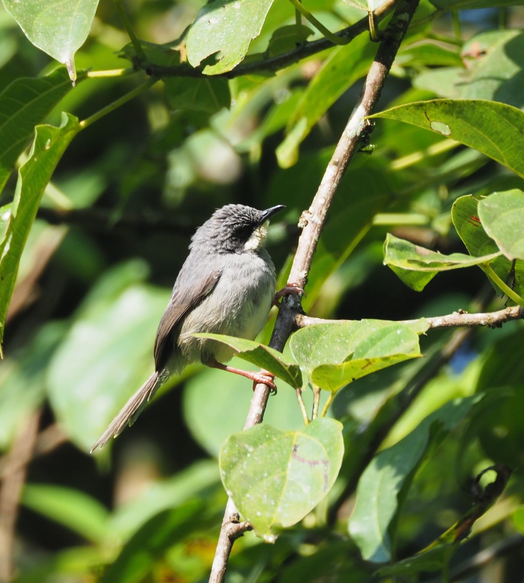 White-chinned Prinia - ML621843619