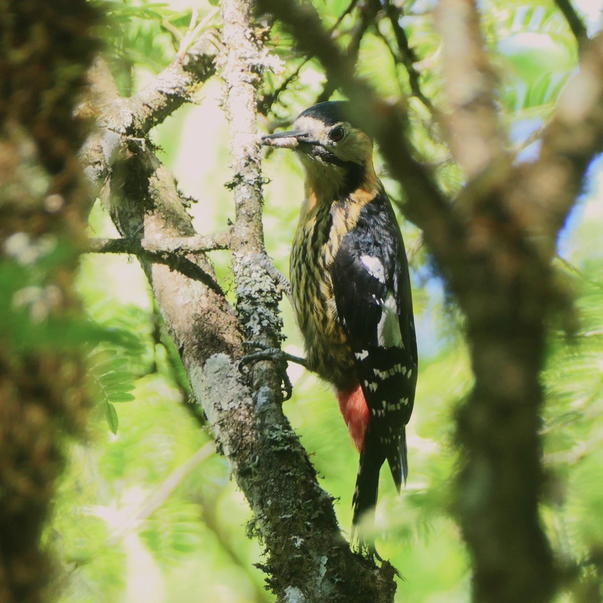 Darjeeling Woodpecker - Heinrich Schiess