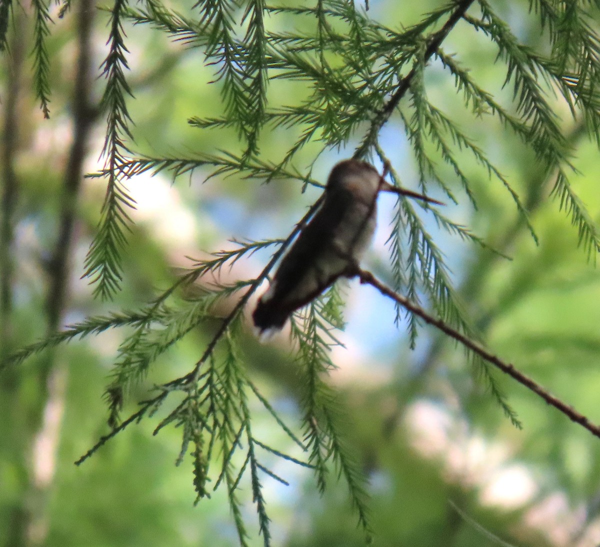 Colibrí Gorjirrubí - ML621843642