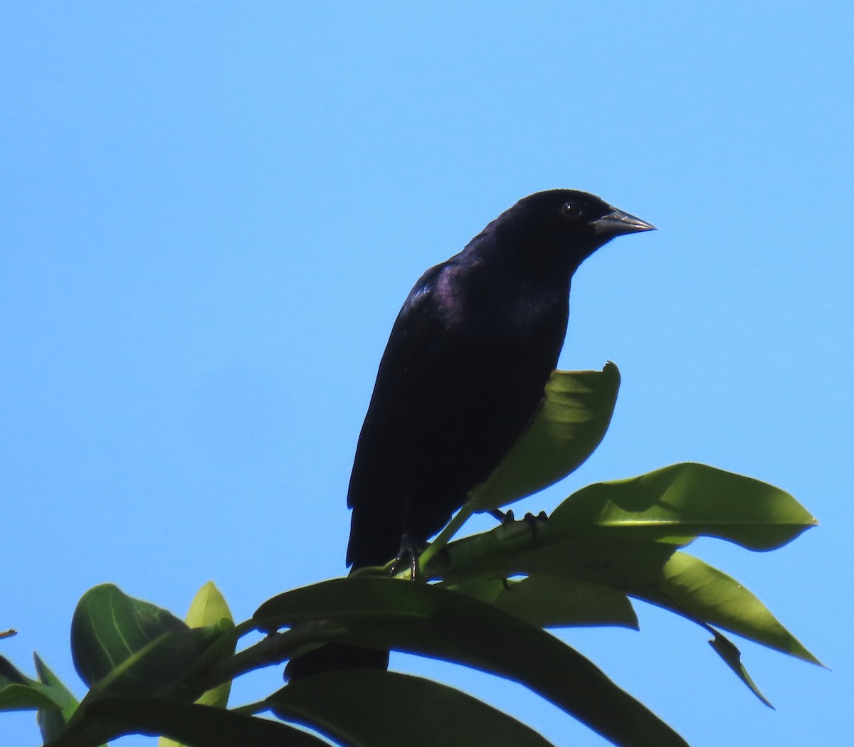 Shiny Cowbird - ML621843654