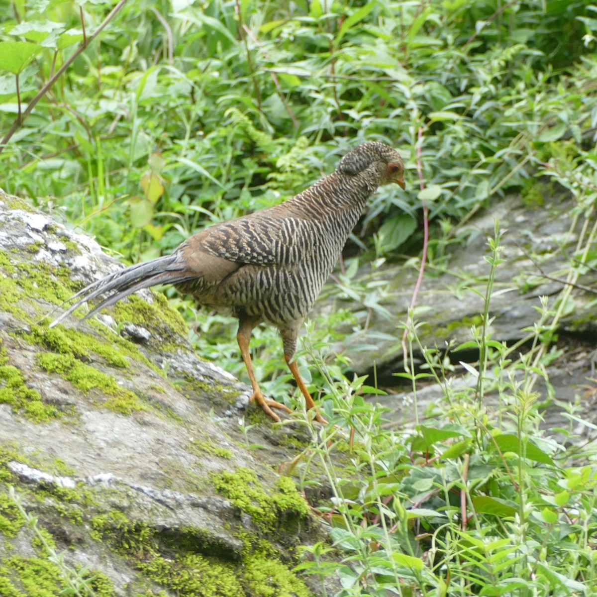 Golden Pheasant - ML621843657