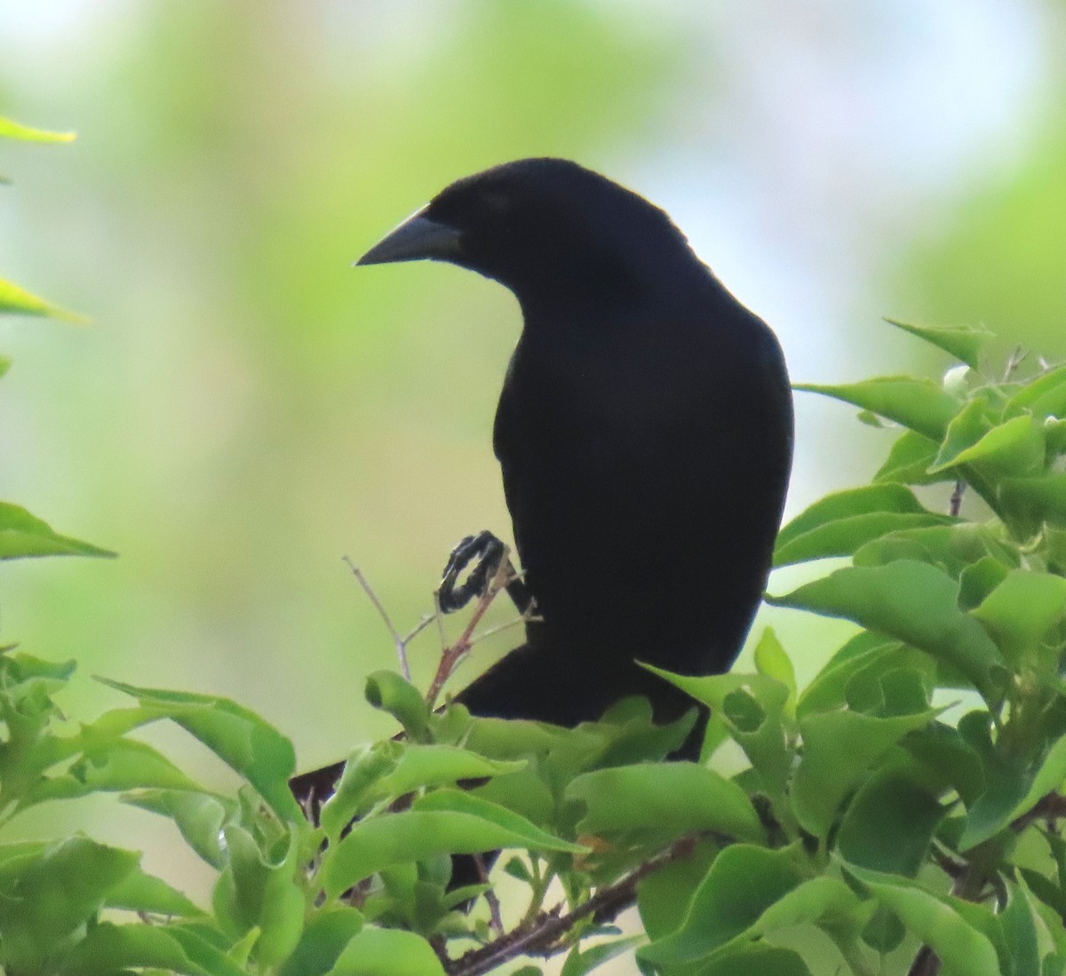 Shiny Cowbird - ML621843663