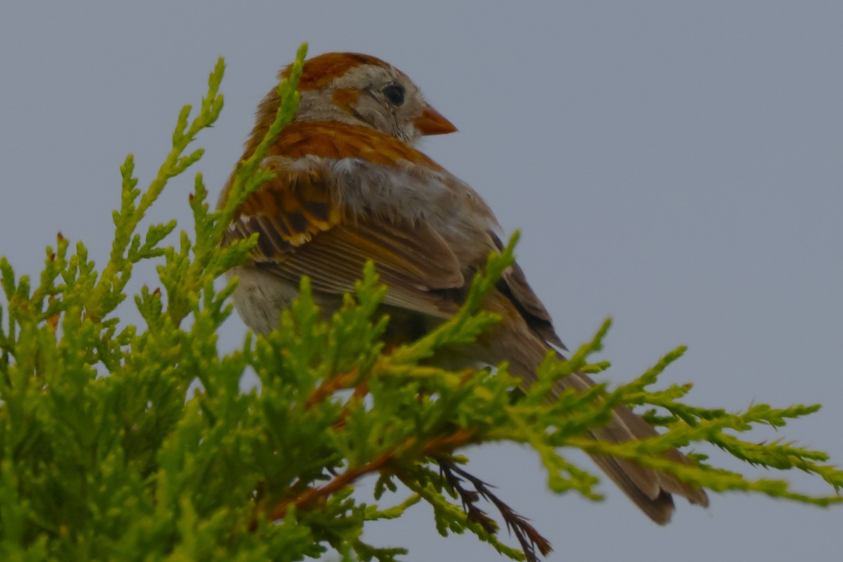 Field Sparrow - ML621843672