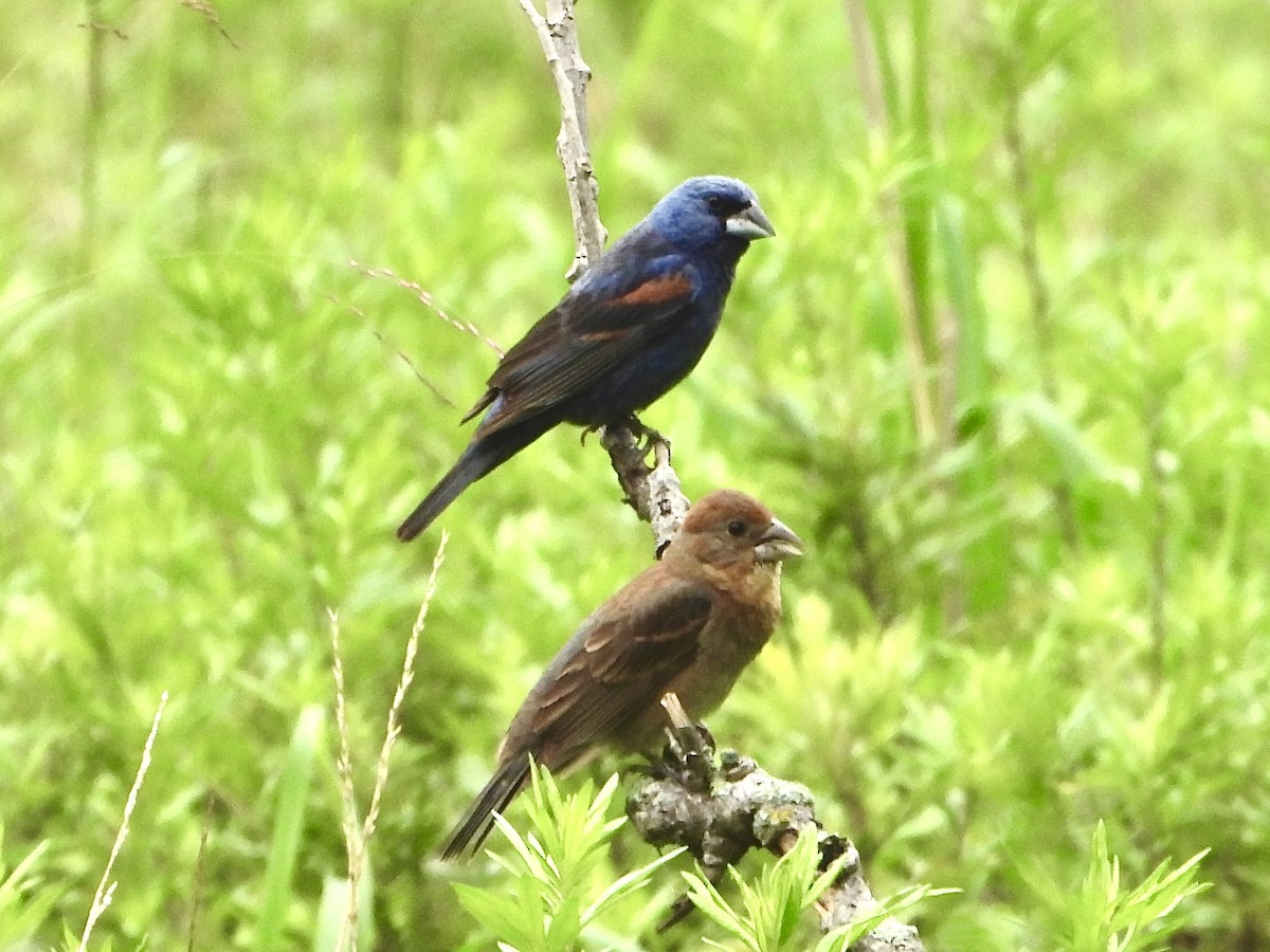 eBird Checklist - 25 Jul 2024 - Palmyra Cove Nature Park - 29 species