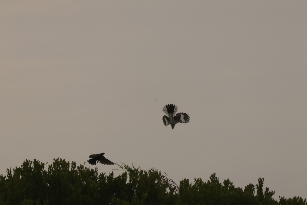 Northern Mockingbird - ML621843686