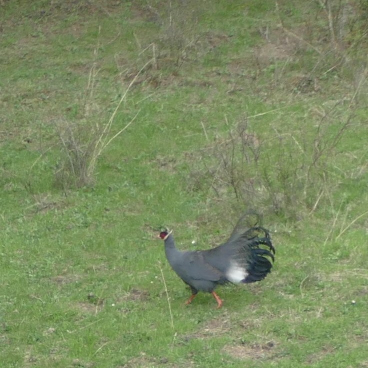 Blue Eared-Pheasant - ML621843705