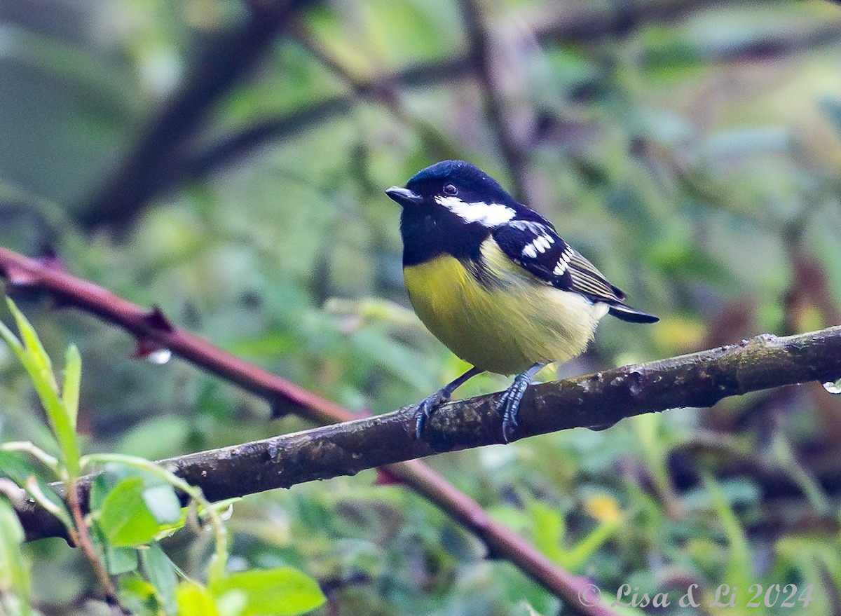 Yellow-bellied Tit - ML621843732