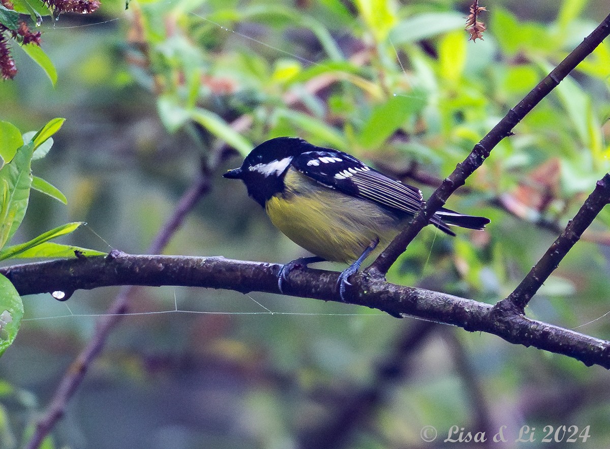 Yellow-bellied Tit - ML621843733