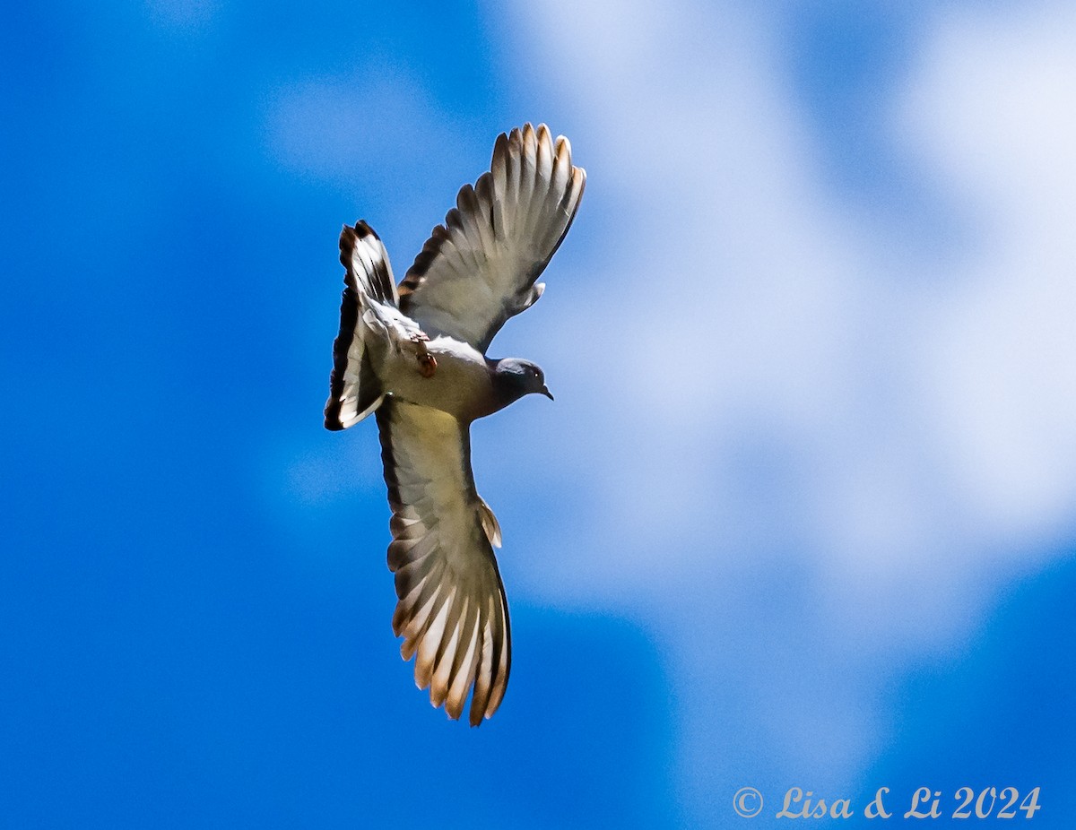 Hill Pigeon - ML621843779