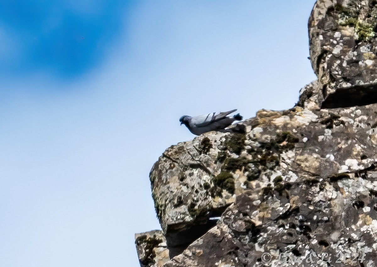 Hill Pigeon - ML621843783