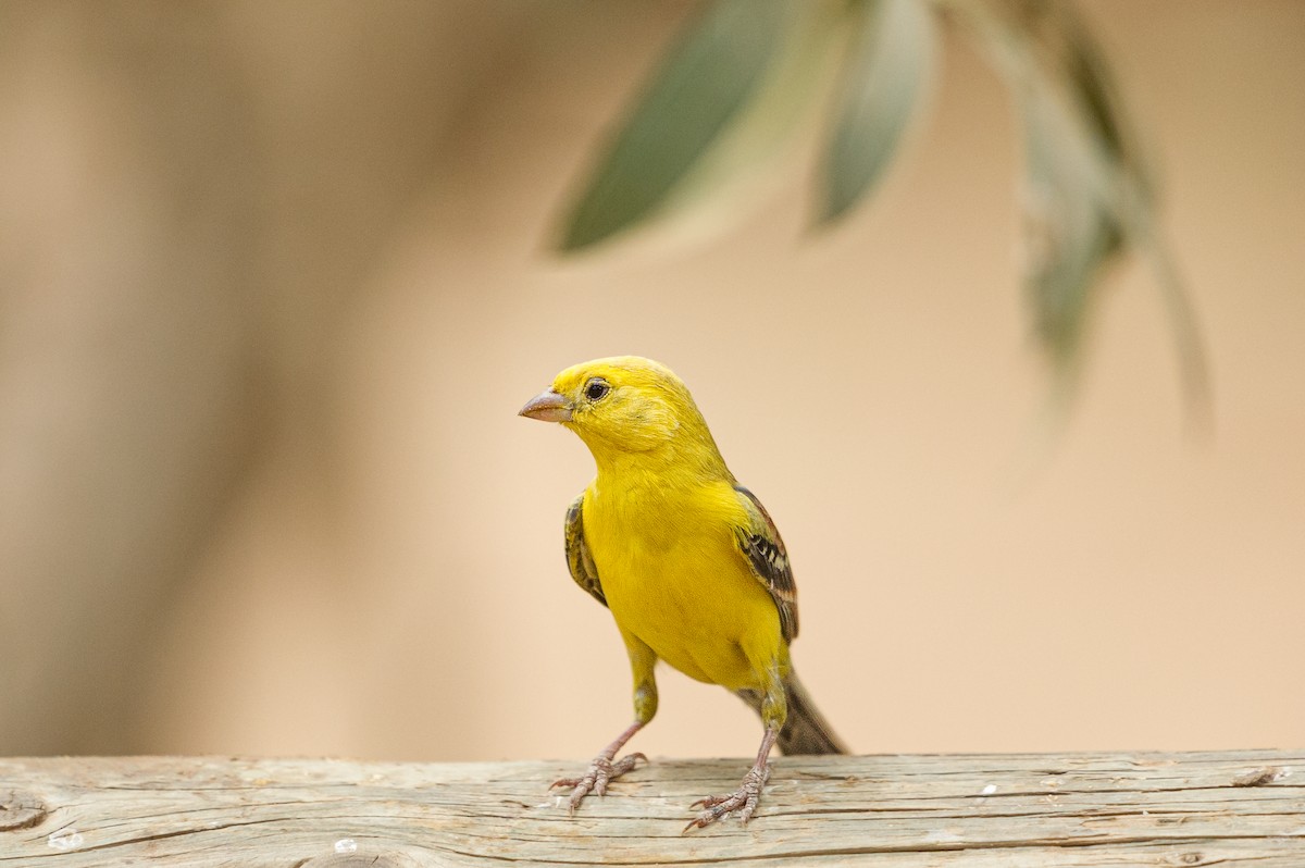 Sudan Golden Sparrow - Jérémy Calvo