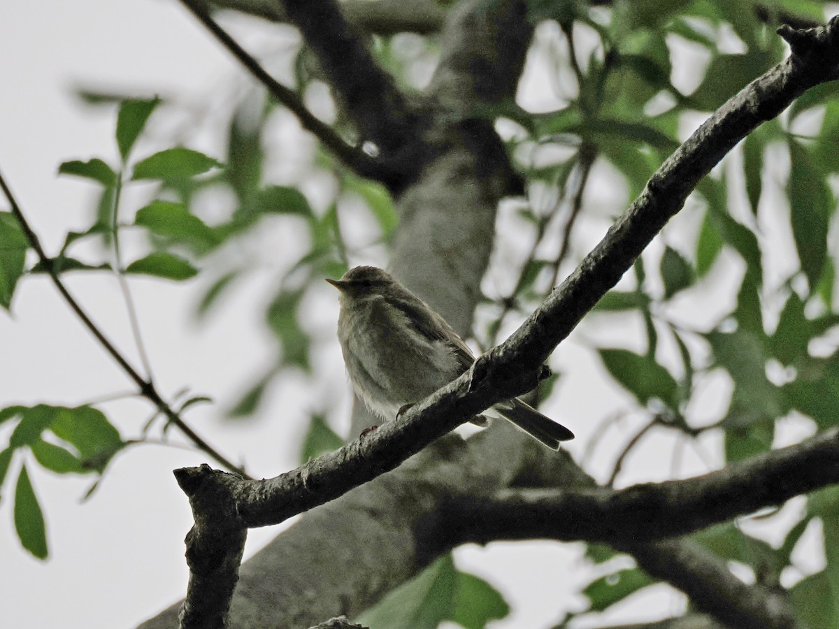 Willow Warbler - ML621843810