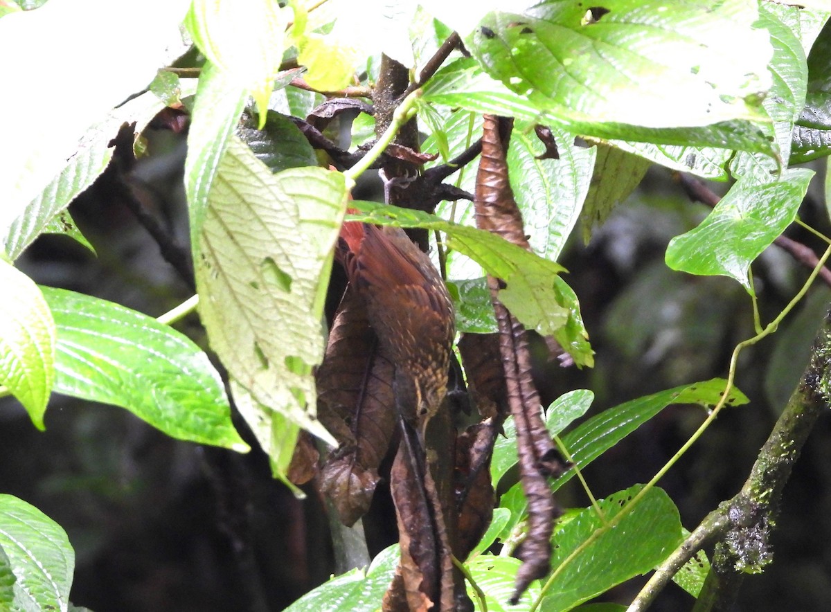 Rufous-tailed Foliage-gleaner - ML621843851