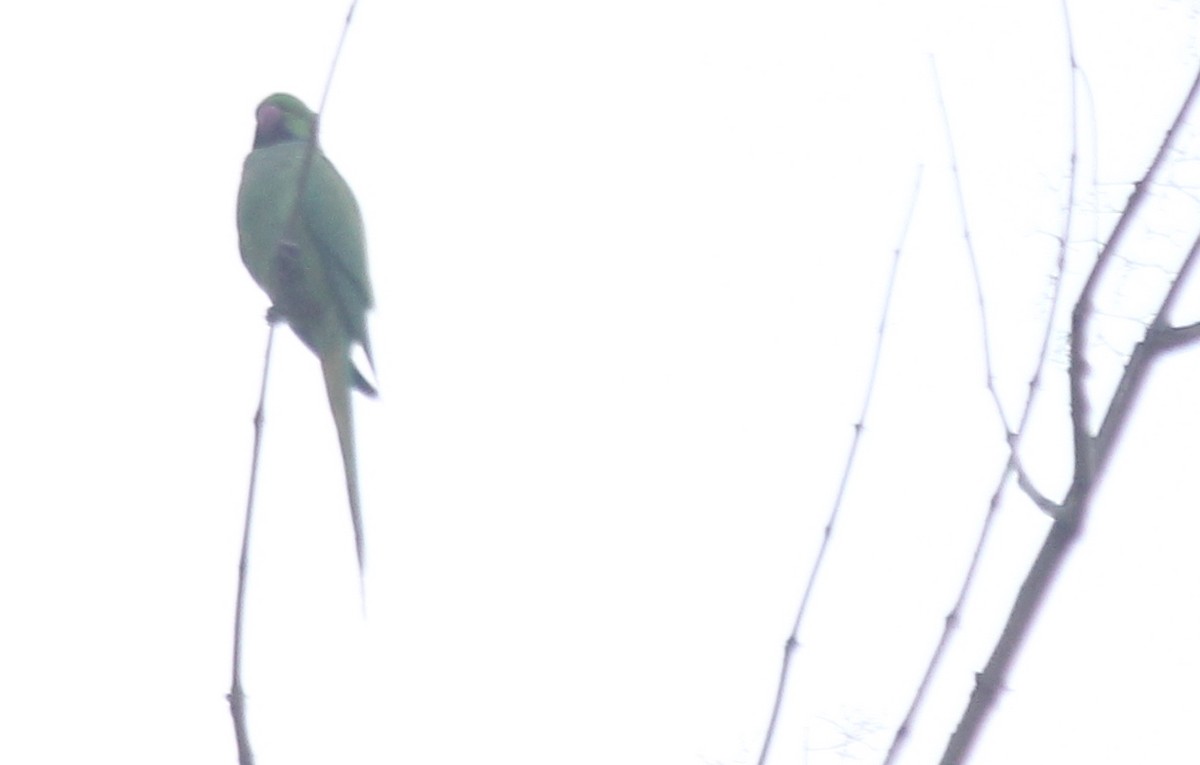 Rose-ringed Parakeet - ML621843889