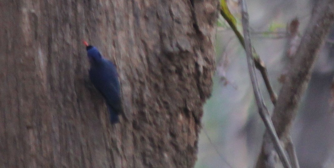 Velvet-fronted Nuthatch - ML621843909