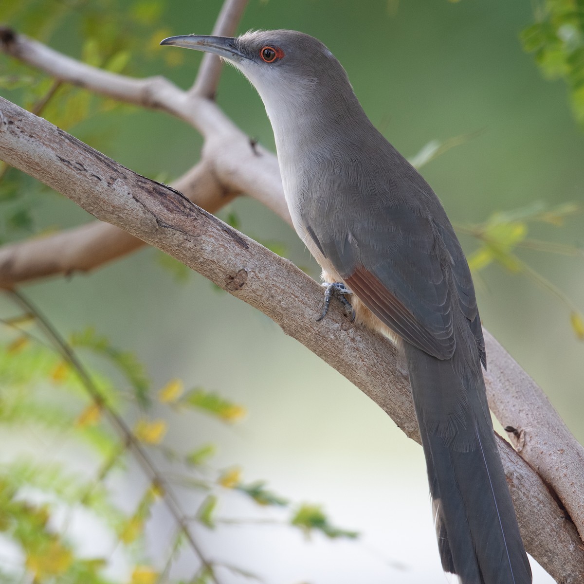 Great Lizard-Cuckoo - ML621843914