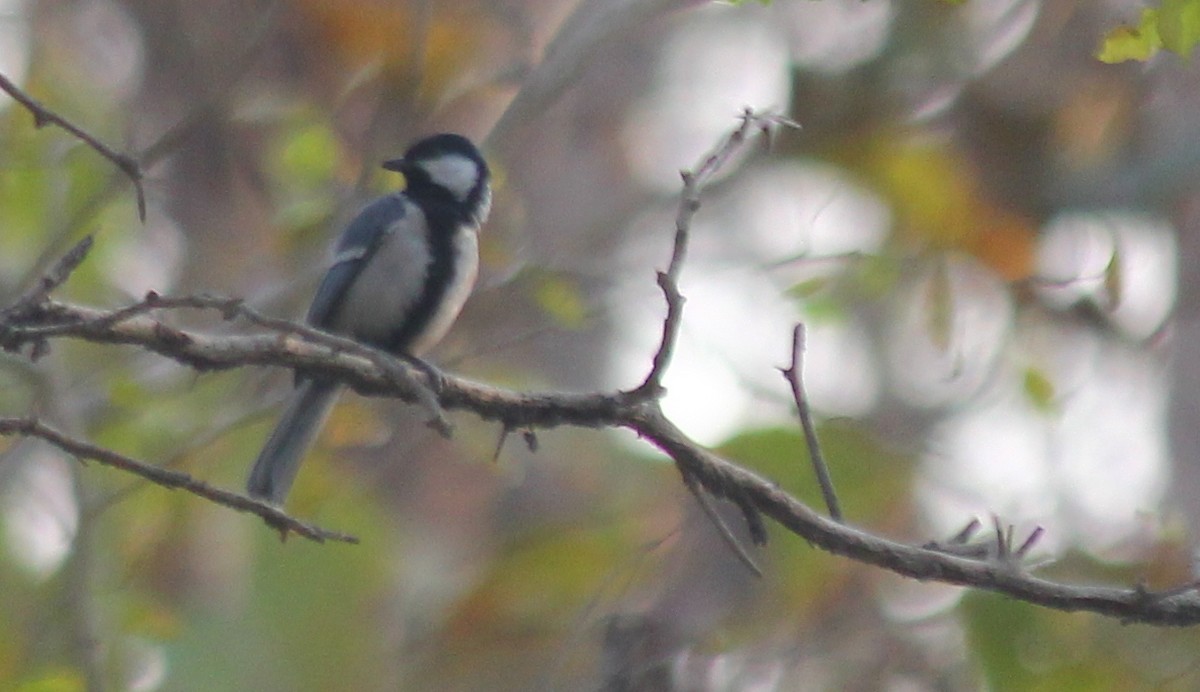 Asian Tit (Cinereous) - ML621843918