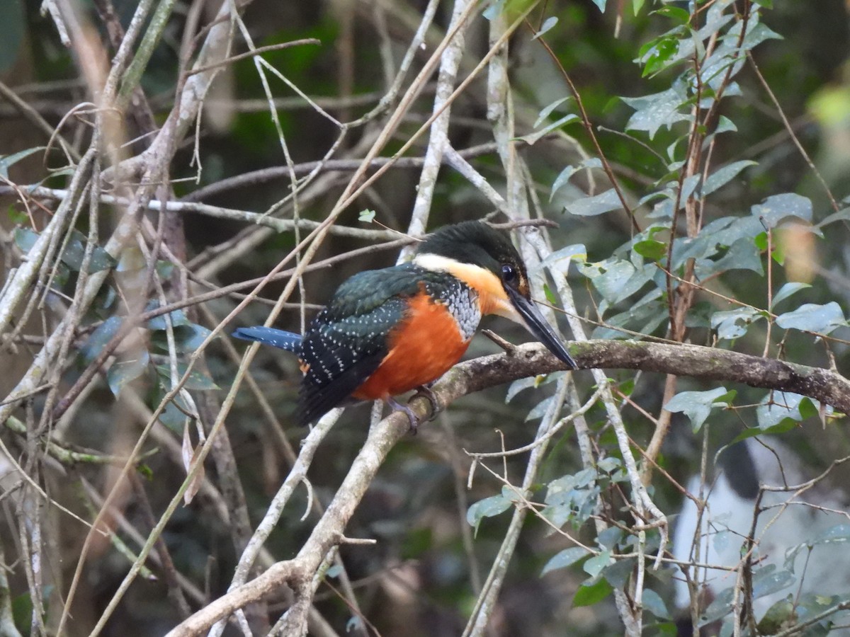 Green-and-rufous Kingfisher - ML621843920