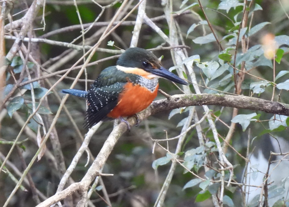 Green-and-rufous Kingfisher - ML621843924