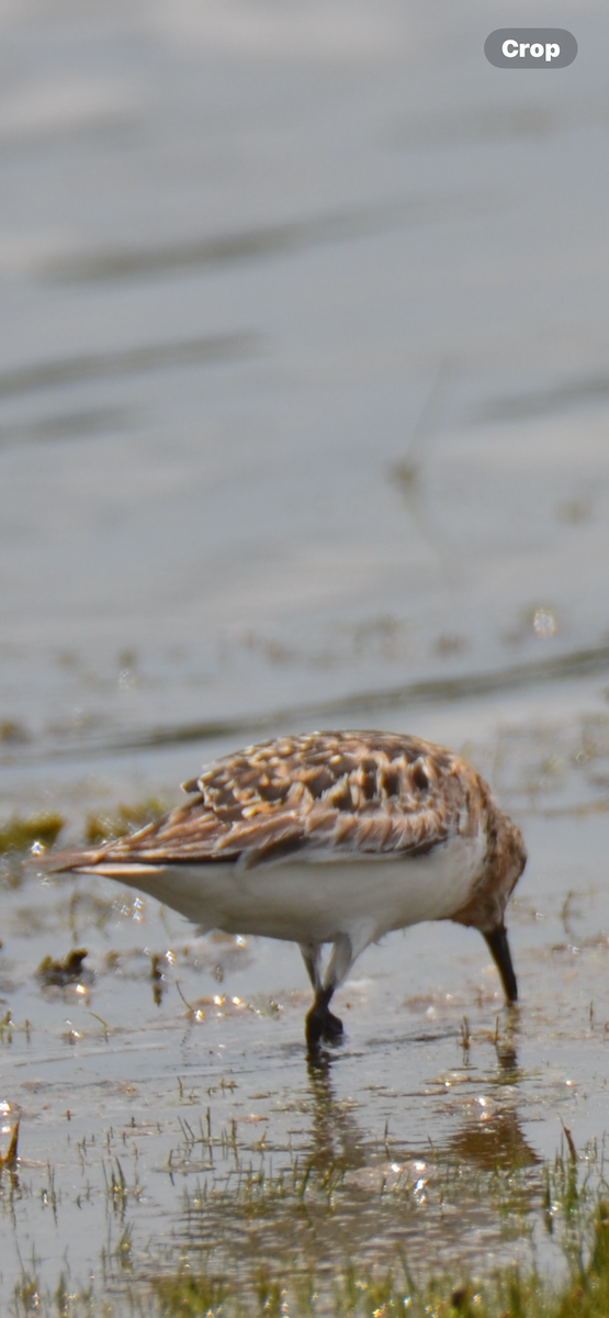 Sanderling - ML621843947