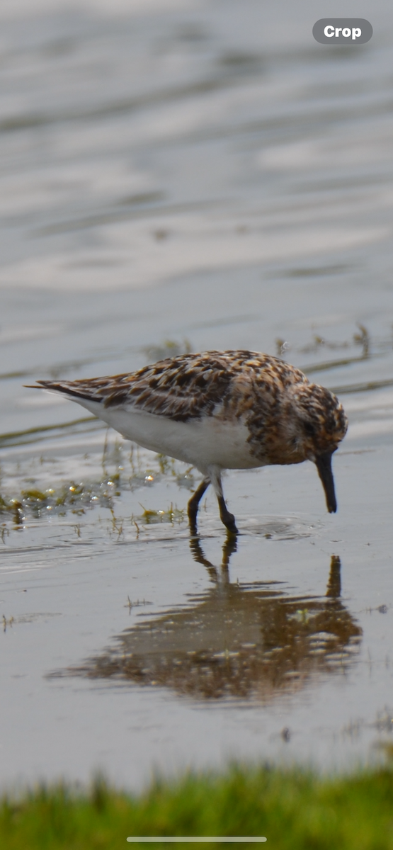 Sanderling - ML621843948