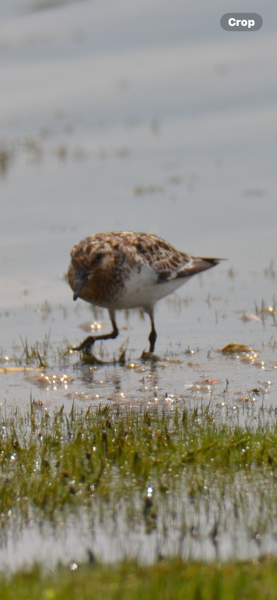 Sanderling - ML621843949