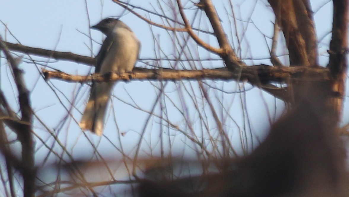 Common Woodshrike - ML621843959