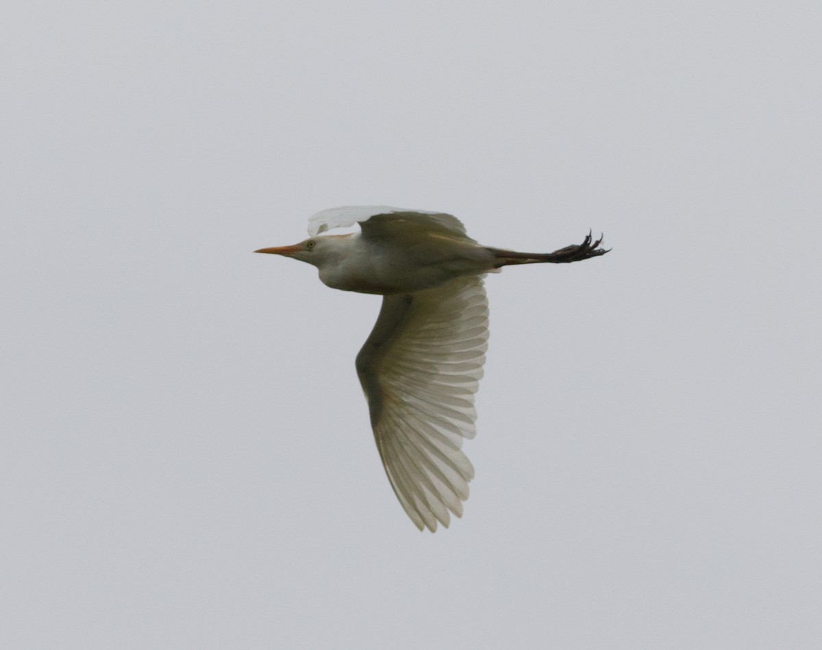 Western Cattle Egret - ML621843960